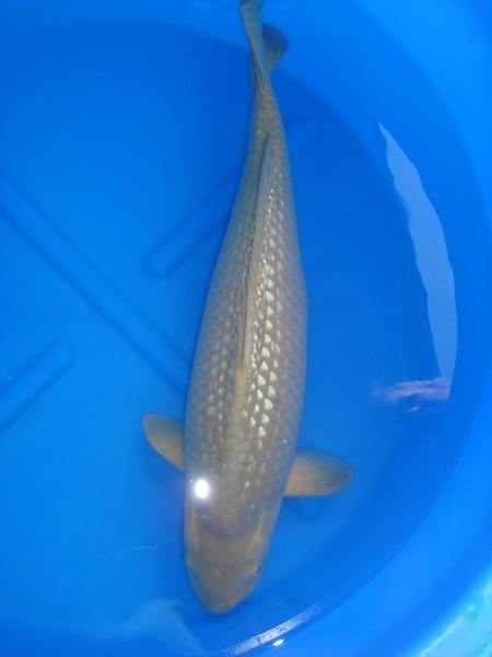 Cá Koi Nhật Bản ánh vàng, ánh bạc hay cá Koi Kinginrin - 4