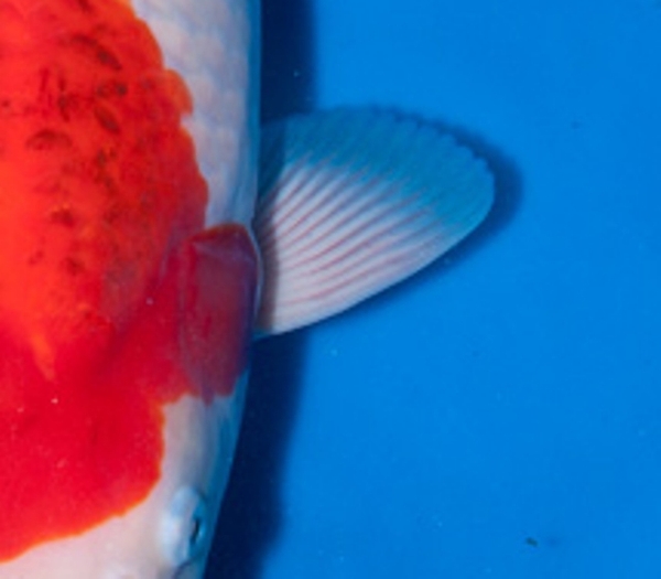 Cá Koi Nhật Bản và bí ẩn phía sau những tay bơi