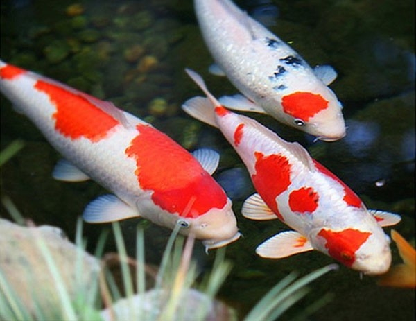 NHỮNG BỆNH THƯỜNG GẶP Ở CÁ KOI NHẬT BẢN