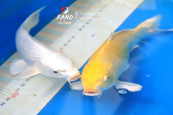Sự kỳ diệu về màu sắc của cá Koi Nhật Bản