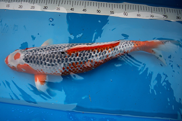 Cá Koi Asagi