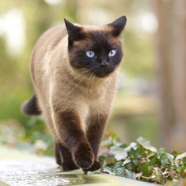 Sở Thích Của Mèo Xiêm – Những Điều Thú Vị Bạn Nên Biết . Cutepets - Pet ...