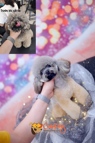 Spa2 cắt tỉa chó poodle