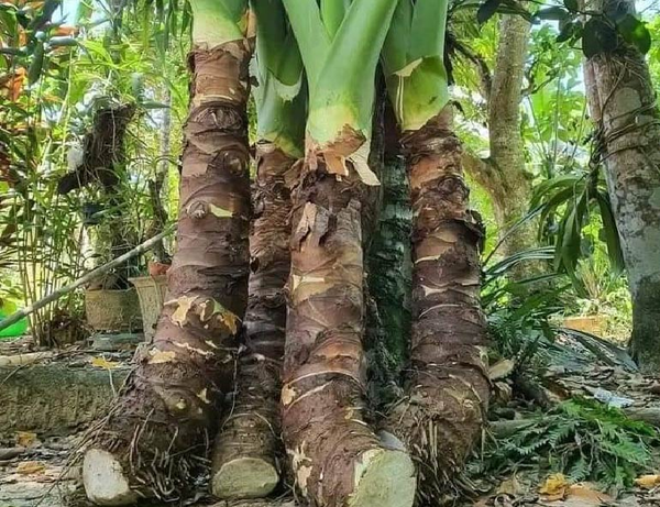 2 Kg Củ bạc hà (củ ráy rừng) mọc tự nhiên tươi làm thuốc hoặc trồng làm ...