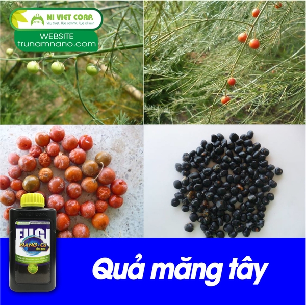 ky-thuat-trong-va-phong-tri-benh-tren-cay-mang-tay-theo-tieu-chuan-global-gap