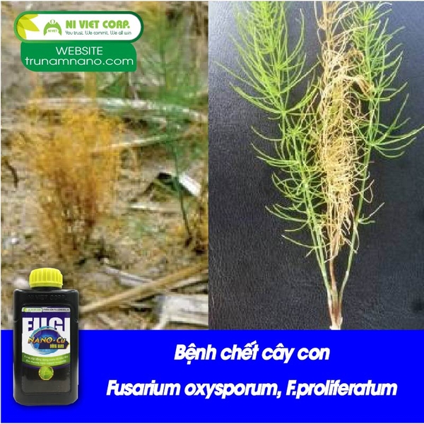 Bệnh chết cây con Fusarium oxysporum, F.proliferatum trên măng tây