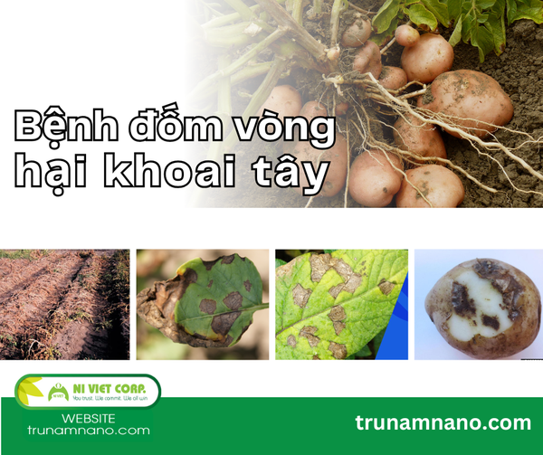 benh-dom-vong-hai-khoai-tay