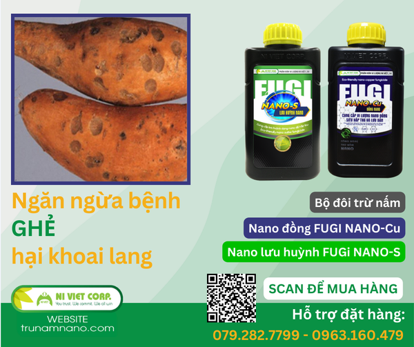 benh-ghe-hai-khoai-lang