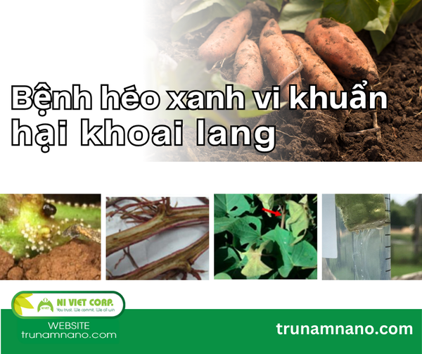 benh-heo-xanh-vi-khuan-hai-khoai-lang