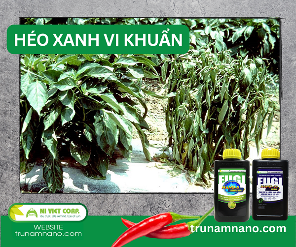 benh-heo-xanh-vi-khuan-hai-ot
