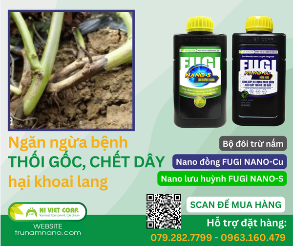 benh-thoi-goc-chet-day-hai-khoai-lang
