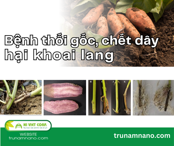 benh-thoi-goc-chet-day-hai-khoai-lang