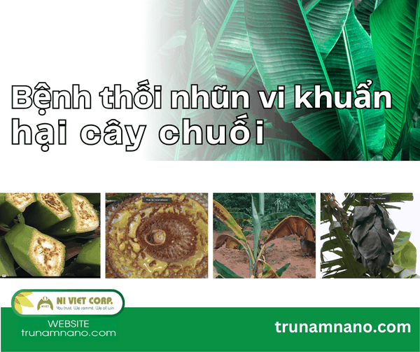 benh-thoi-nhun-vi-khuan-tren-cay-chuoi