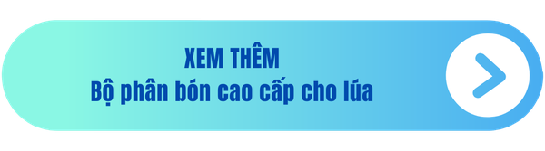 bo-phan-bon-cao-cap-cho-lua