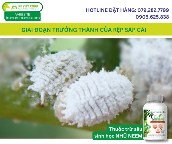 giai-doan-truong-thanh-cua-rep-sap-cai-hai-sau-rieng