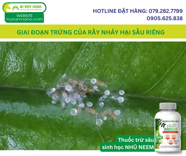 giai-doan-trung-cua-ray-nhay-hai-sau-rieng