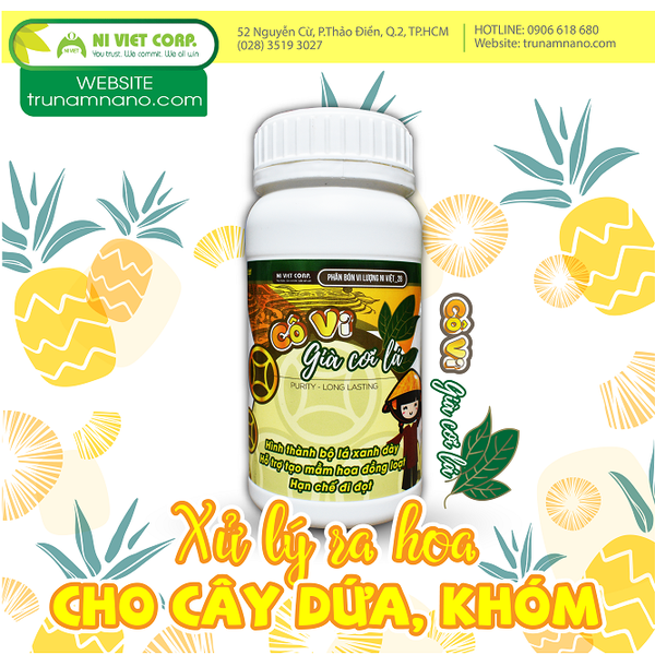 huong-dan-xu-ly-ra-hoa-dong-loat-cay-dua-thom-khom