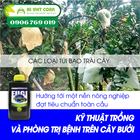 Kỹ thuật trồng và phòng trị bệnh trên cây bưởi theo tiêu chuẩn GLOBAL GAP