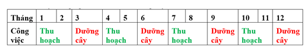 ky-thuat-trong-va-phong-tri-benh-tren-cay-mang-tay-theo-tieu-chuan-global-gap