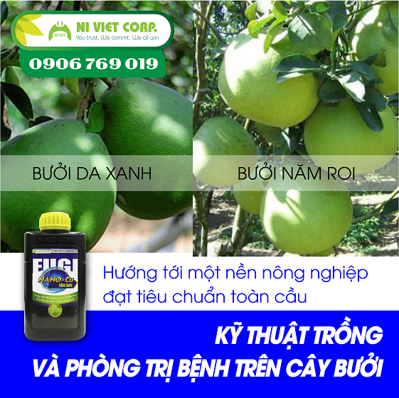 Kỹ thuật trồng và phòng trị bệnh trên cây bưởi theo tiêu chuẩn GLOBAL GAP
