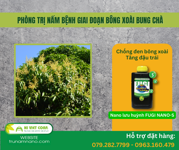 phong-tri-nam-benh-sau-benh-giai-doan-bong-xoai-bung-cha