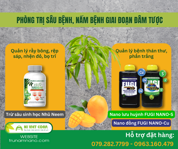 phong-tri-nam-benh-sau-benh-giai-doan-dam-tuoc-xoai