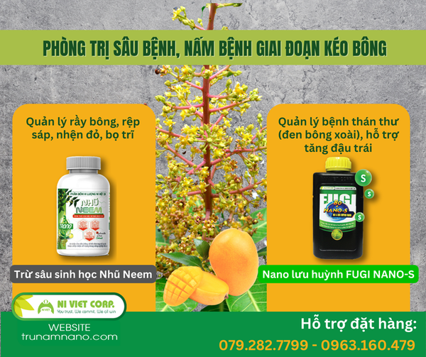 phong-tri-nam-benh-sau-benh-giai-doan-keo-bong-xoai