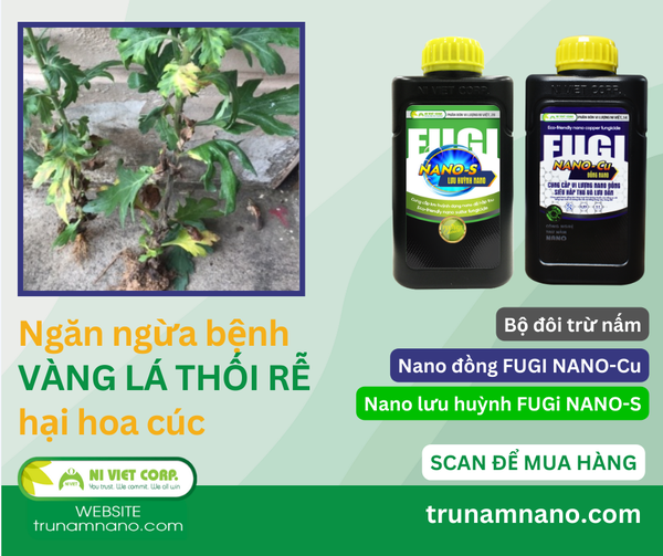 phong-tri-vang-la-thoi-re-hai-hoa-cuc