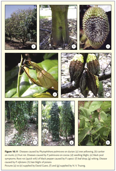 nam-benh-phytophthora