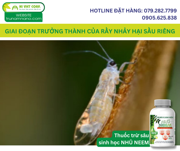 ray-nhay-truong-thanh-hai-sau-rieng