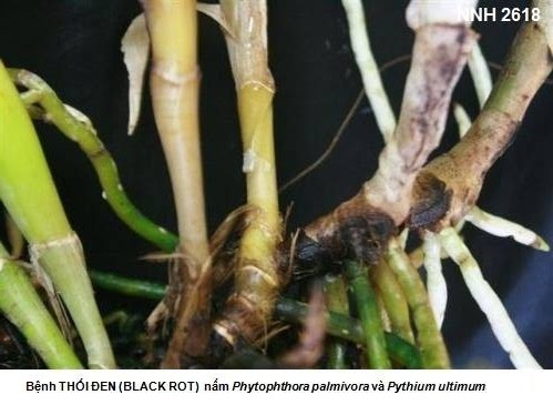 Bệnh thối đen (Black Rot) trên cây phong lan (do nấm Pythium và Phytophthora)