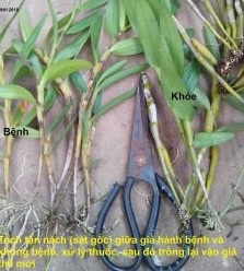 Bệnh thối đen (Black Rot) trên cây phong lan (do nấm Pythium và Phytophthora)