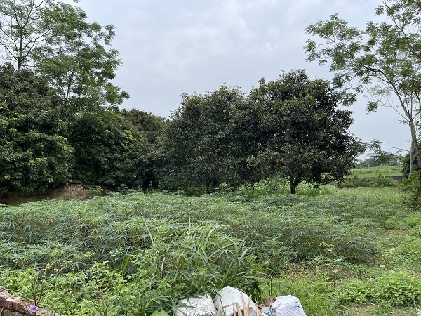 Đất nền sơn tây