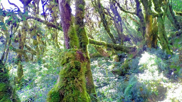 Tour Trekking Leo Núi Tả Liên Sơn