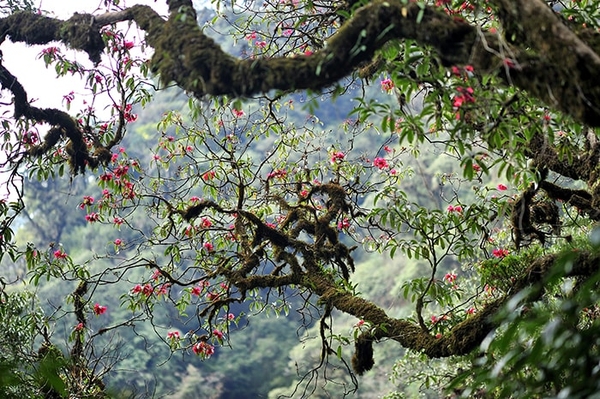 Tour Trekking Leo Núi Putaleng