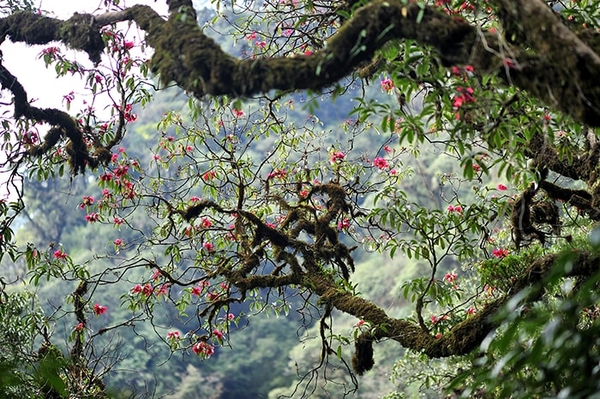 TOUR TREKKING LEO NÚI PUTALENG (3 ngày 2 đêm)