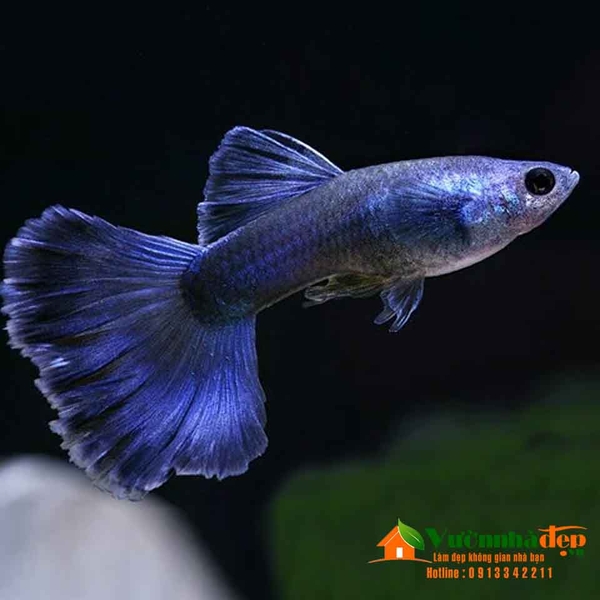 blue-moscow-guppy