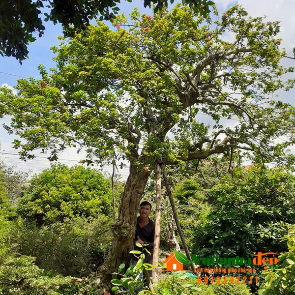 Cây bông giấy bonsai