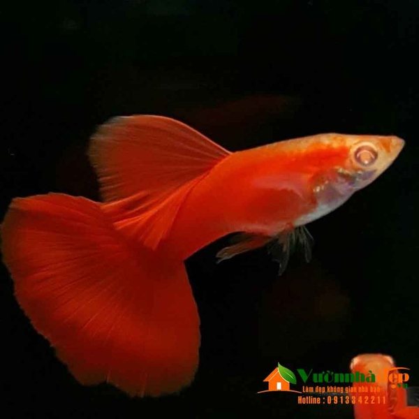 cá bảy màu full red