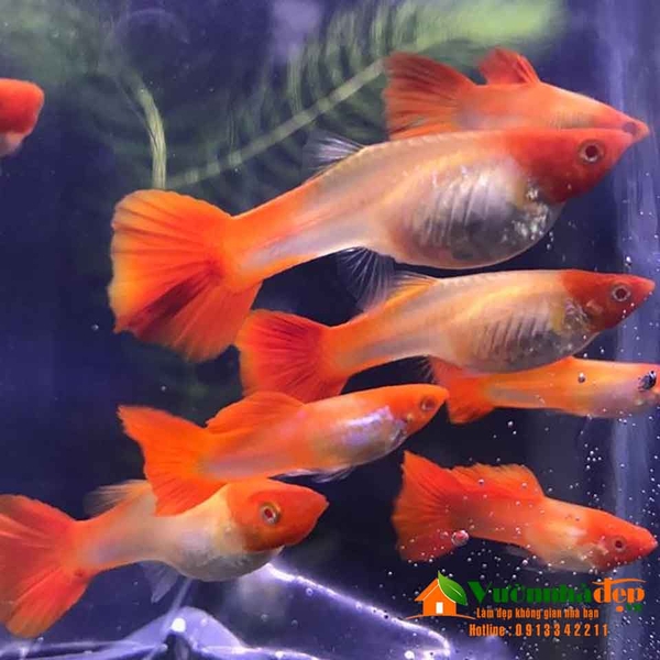 ca-bay-mau-koi-do