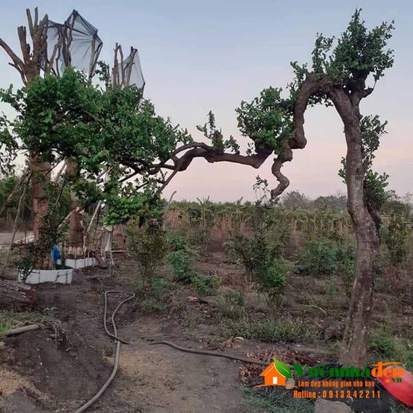 Cay-khe-bonsai-dep