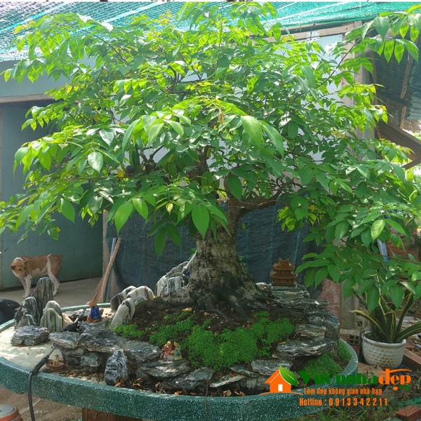 Cây khế bonsai cổ thụ đẹp