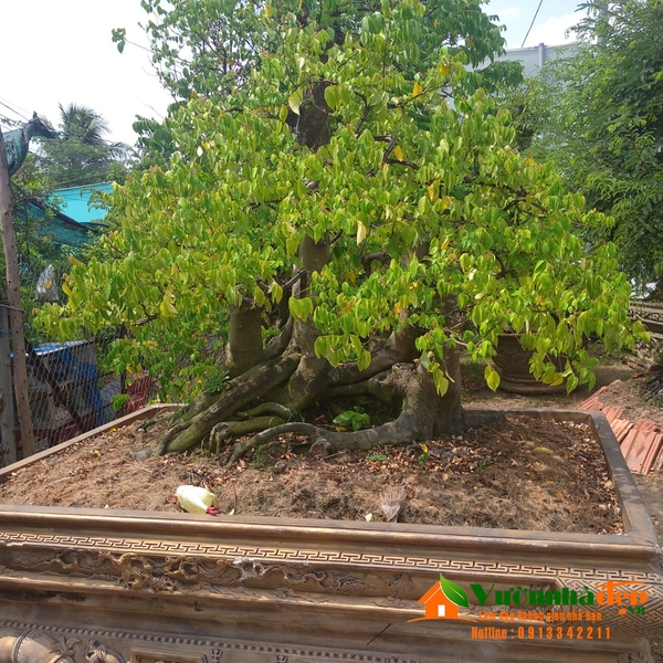 Cây khế cổ thụ