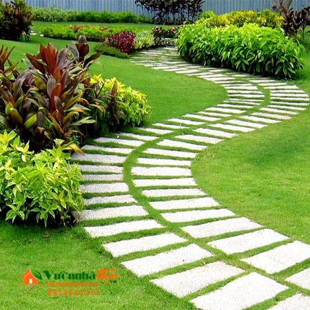 Cỏ Nhung Nhật sân vườn
