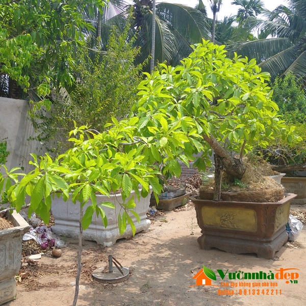 cây lộc vừng dáng đẹp