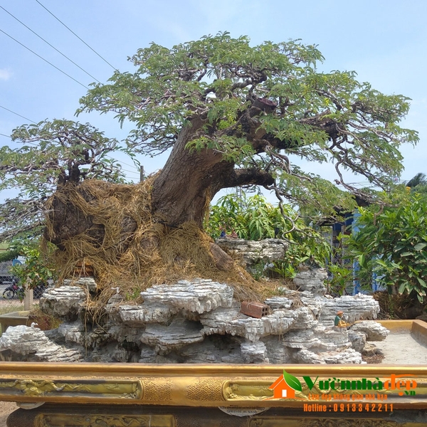 Cây me bonsai hai thân