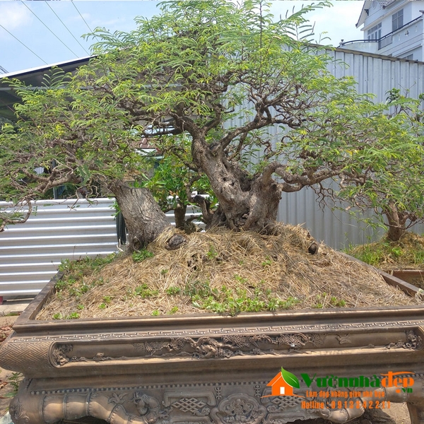 Cây me bonsai dáng trực