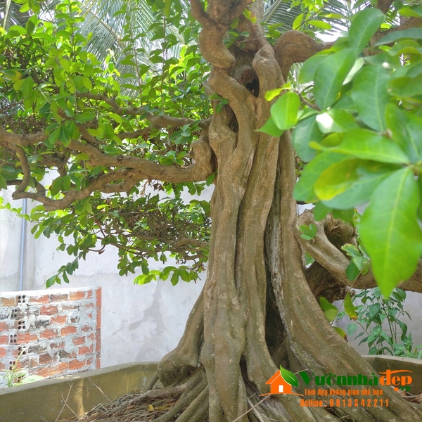 cây sơ ri dáng trực