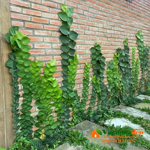 Cây thằn lằn thái