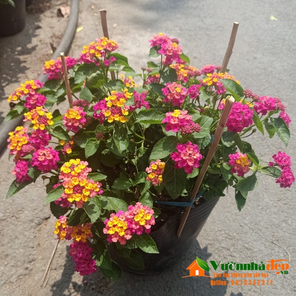 Trâm ổi giống mới